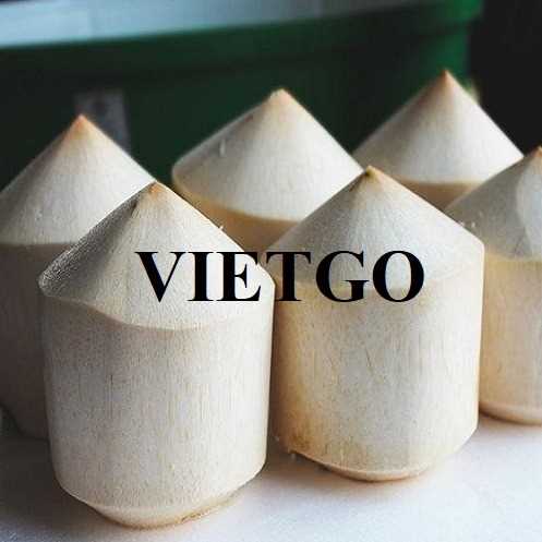 Cơ hội hợp tác xuất khẩu dừa sang thị trường Ai Cập