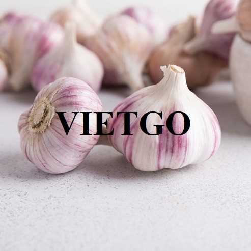 Cơ hội hợp tác xuất khẩu tỏi trắng đến thị trường Bangladesh