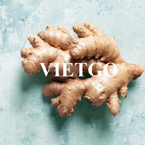 Cơ hội hợp tác xuất khẩu gừng sang thị trường Ấn Độ