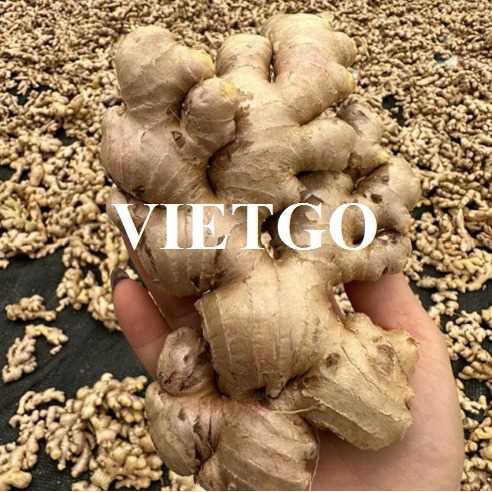 Cơ hội hợp tác xuất khẩu gừng tươi đến thị trường Ấn Độ