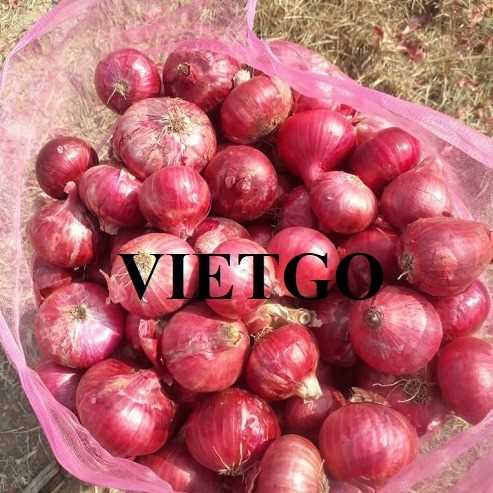 Cơ hội hợp tác xuất khẩu hành tím đến thị trường Ấn Độ