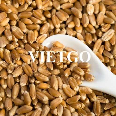 Thương vụ xuất khẩu lúa mì đến từ vị khách hàng người Anh 