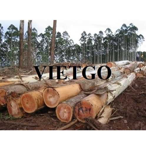Thương vụ xuất khẩu gỗ bạch đàn tròn sang thị trường Thái Lan