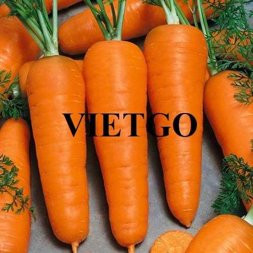 Cơ hội xuất khẩu cà rốt sang thị trường Nga