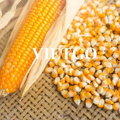 Thương vụ xuất khẩu ngô vàng đến thị trường Croatia
