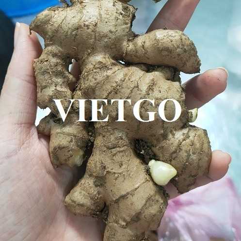 Cơ hội hợp tác xuất khẩu gừng tươi đến thị trường Indonesia