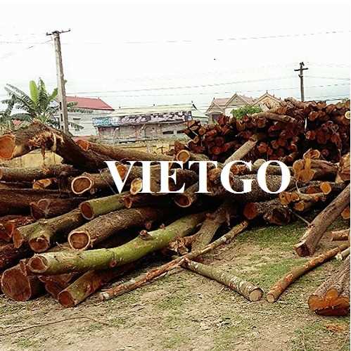 Thương vụ xuất khẩu gỗ keo tròn đến thị trường Ấn Độ
