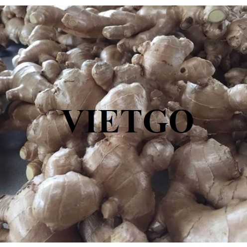 Cơ hội xuất khẩu gừng đến thị trường Ấn Độ