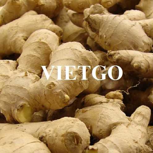 Thương vụ hợp tác xuất khẩu gừng tươi sang thị trường Bangladesh