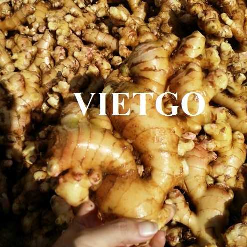 Cơ hội hợp tác xuất khẩu gừng tươi đến thị trường Pakistan
