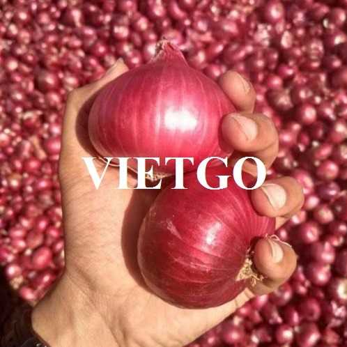 Cơ hội hợp tác xuất khẩu hành tím đến thị trường Ấn Độ