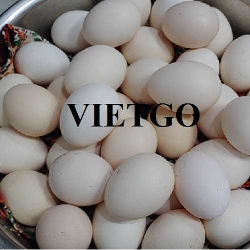 Cơ hội hợp tác xuất khẩu trứng gà sang thị trường Iraq