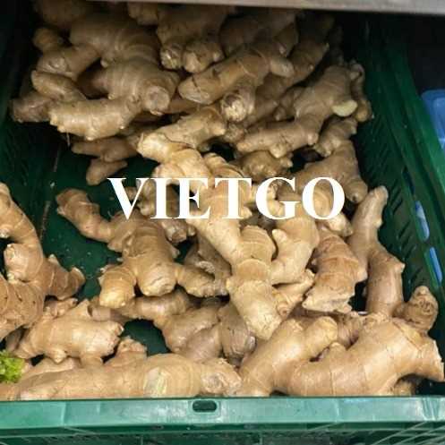 Cơ hội hợp tác xuất khẩu gừng tươi đến thị trường Ấn Độ