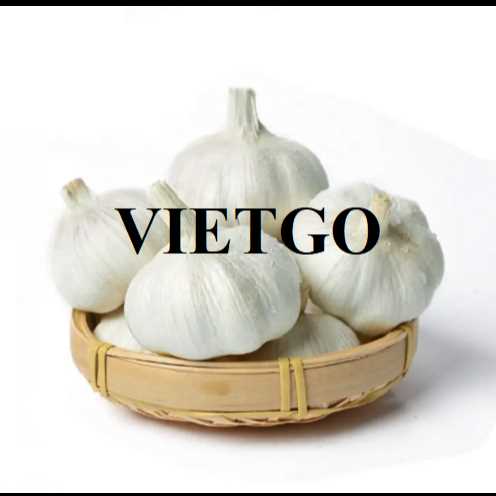 Cơ hội hợp tác xuất khẩu tỏi đến thị trường Ấn Độ
