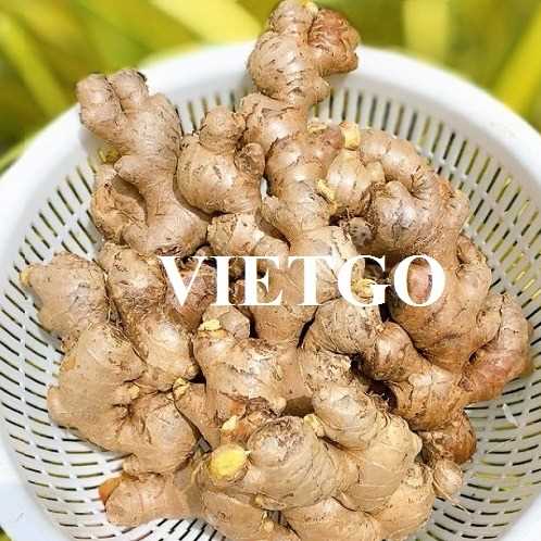Cơ hội xuất khẩu gừng đến thị trường Hồng Kông