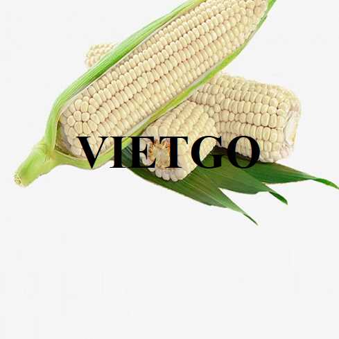Cơ hội hợp tác xuất khẩu ngô từ vị khách hàng đến từ Ấn Độ