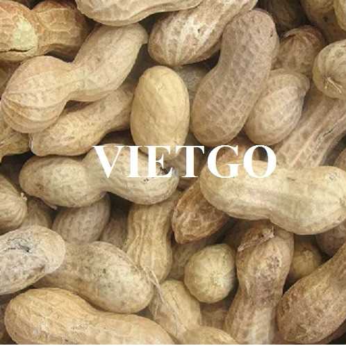 Thương vụ xuất khẩu lạc đầy hấp dẫn sang thị trường Thổ Nhĩ Kỳ