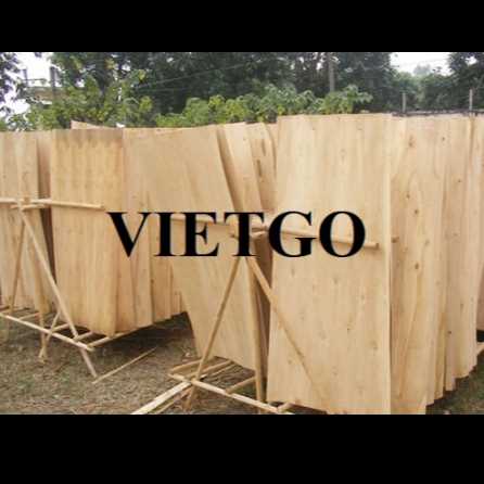 Thương vụ xuất khẩu ván bóc bạch đàn sang thị trường Ấn Độ