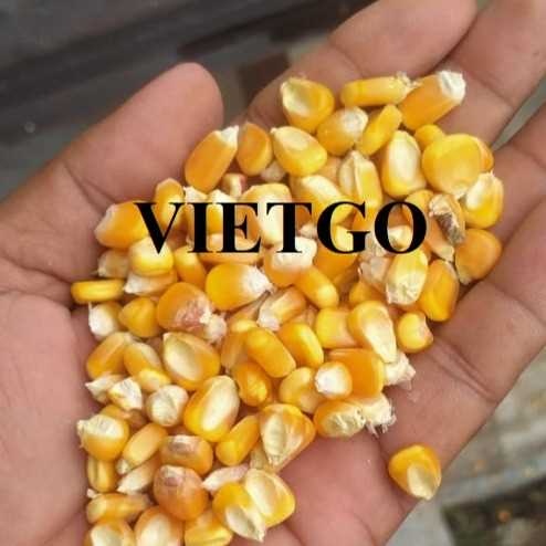 Cơ hội hợp tác xuất khẩu ngô vàng sang thị trường Thái Lan