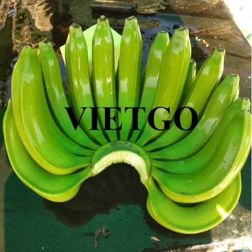 Cơ hội xuất khẩu chuối đến thị trường Sri Lanka