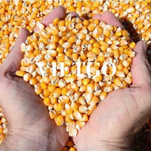 Cơ hội xuất khẩu ngô sang thị trường Philipines