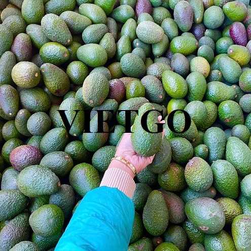 Thương vụ hợp tác xuất khẩu bơ sang thị trường Qatar 