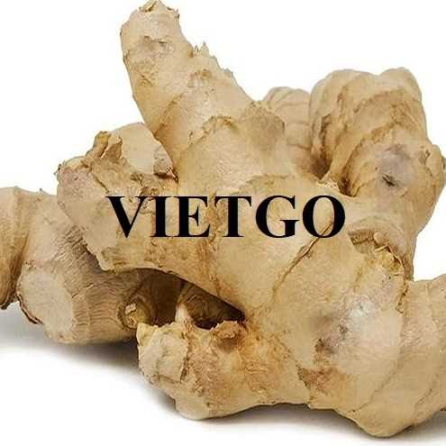 Cơ hội hợp tác xuất khẩu gừng tươi đến thị trường Ấn Độ