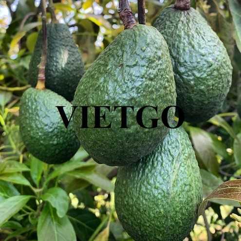 Cơ hội xuất khẩu bơ sang thị trường Mỹ