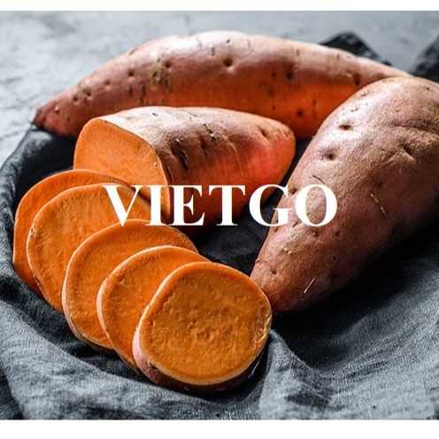 Cơ hội xuất khẩu khoai lang sang thị trường Mỹ