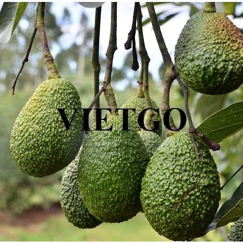 Cơ hội xuất khẩu bơ đến thị trường Ai Cập