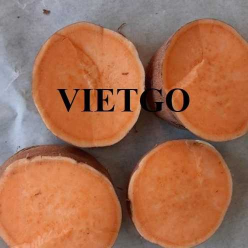 Thương vụ hợp tác xuất khẩu khoai lang đến thị trường Hà Lan