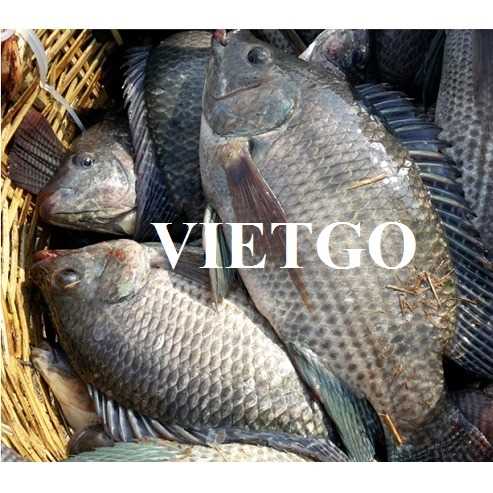 Cơ hội xuất khẩu cá rô phi sang thị trường Pháp