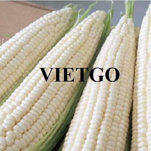 Cơ hội hợp tác xuất khẩu ngô trắng cùng vị khách hàng người Thái Lan