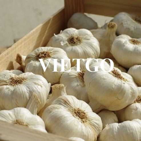 Cơ hội hợp tác xuất khẩu tỏi trắng sang thị trường Ấn Độ