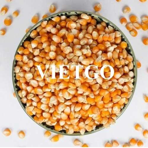 Cơ hội xuất khẩu ngô vàng sang thị trường Togo