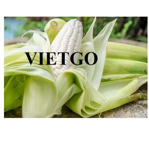 Cơ hội giao thương xuất khẩu ngô trắng đến từ vị thương nhân Anh Quốc