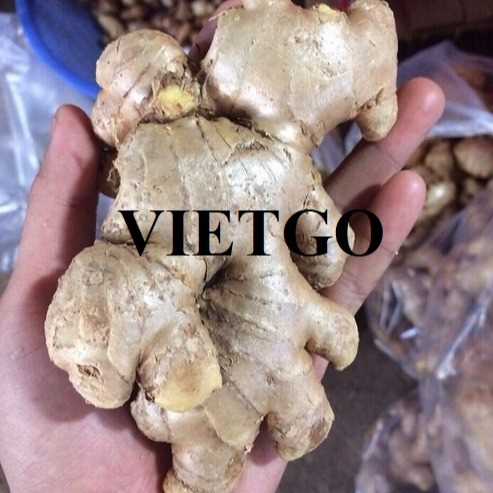Cơ hội hợp tác xuất khẩu gừng cùng vị khách hàng đến từ Indonesia