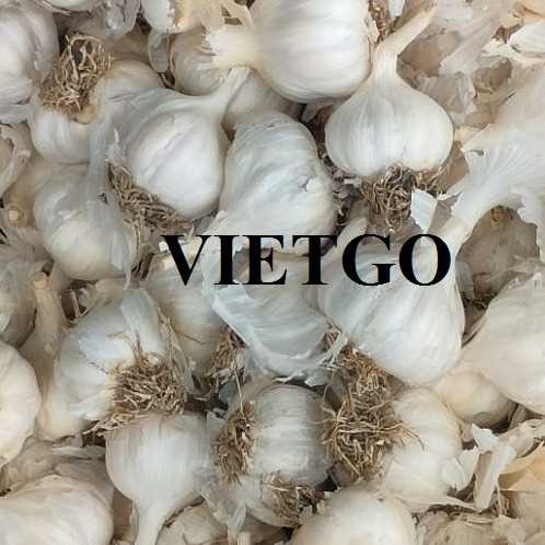 Cơ hội xuất khẩu tỏi đến thị trường Ấn Độ