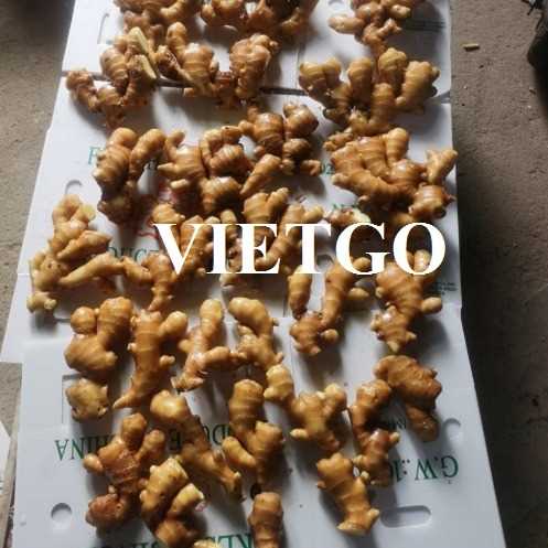 Cơ hội xuất khẩu gừng đến thị trường Bangladesh