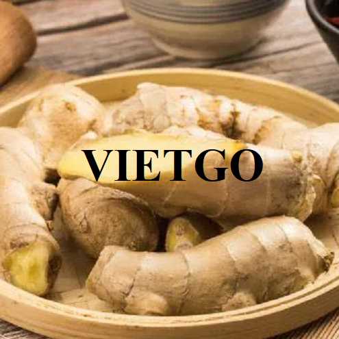 Cơ hội hợp tác xuất khẩu gừng tươi đến từ vị khách hàng người UAE