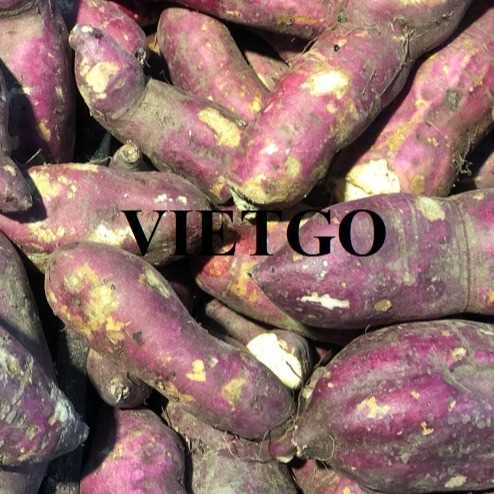 Cơ hội xuất khẩu khoai lang đến thị trường Cuba