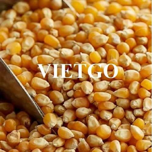 Cơ hội hợp tác xuất khẩu ngô sang thị trường Trung Quốc
