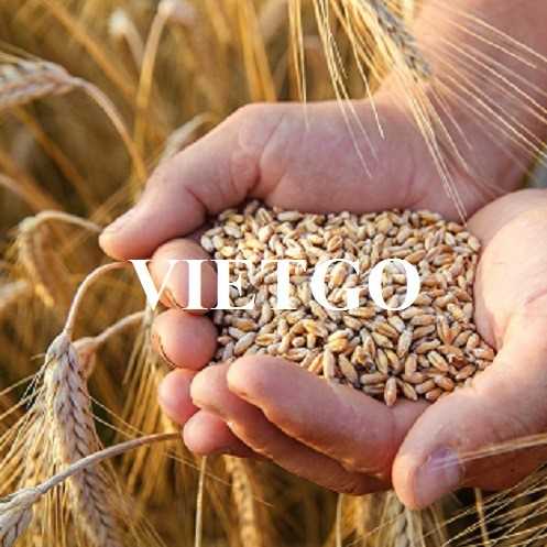 Cơ hội hợp tác xuất khẩu lúa mỳ đầy hấp dẫn sang thị trường Thổ Nhĩ Kỳ
