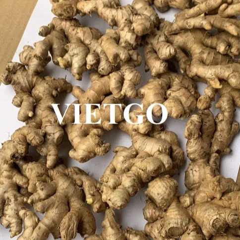 Thương vụ hợp tác xuất khẩu gừng đến thị trường Sri Lanka