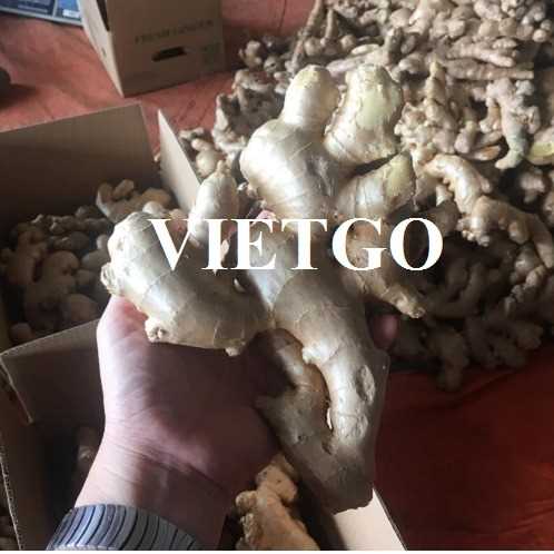 Cơ hội hợp tác xuất khẩu gừng tươi đến thị trường Pakistan