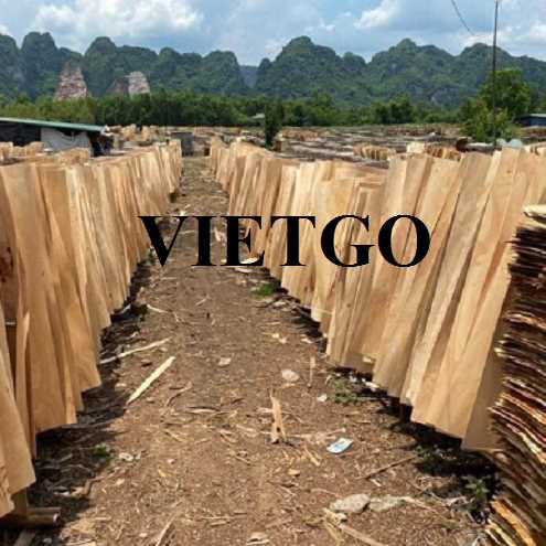 Thương vụ xuất khẩu ván bóc bạch đàn sang thị trường Ấn Độ 