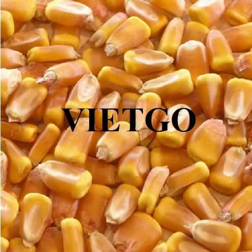 Cơ hội hợp tác xuất khẩu ngô sang thị trường Ấn Độ