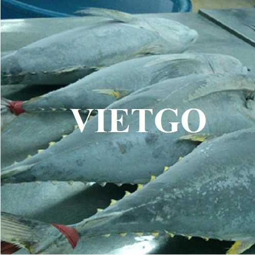 [GẤP] Cơ hội giao thương xuất khẩu cá ngừ đông lạnh đến từ vị đại diện doanh nghiệp Ấn Độ
