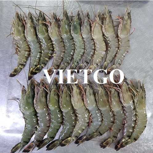[GẤP] Cơ hội xuất khẩu tôm sú đông lạnh sang thị trường Trung Quốc