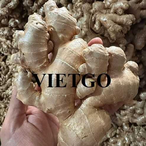 Thương vụ hợp tác xuất khẩu gừng đến thị trường Ả-rập Xê-út
